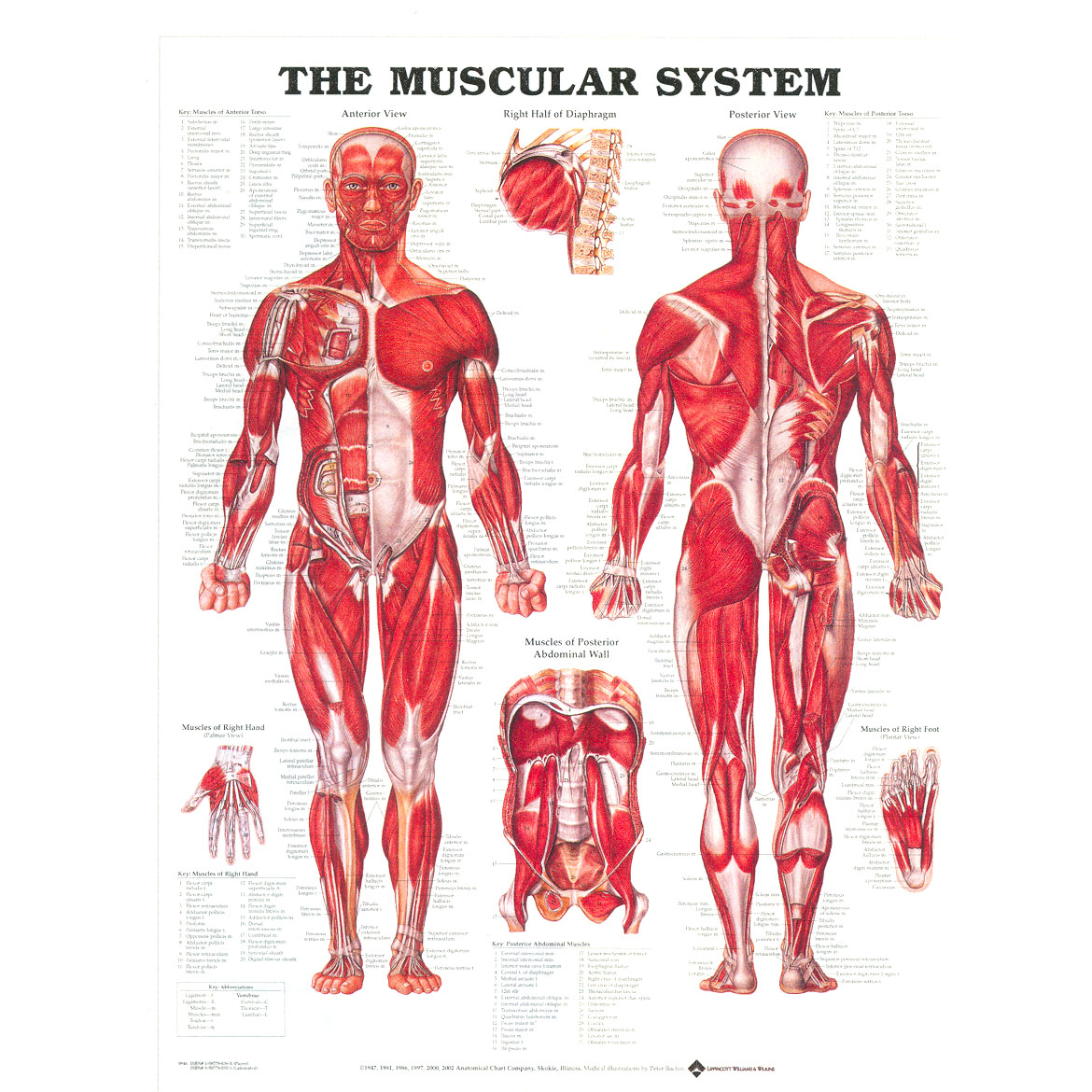 Arm Muscle System